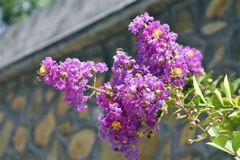 紫薇花種植方法 穿堂煞會怎樣